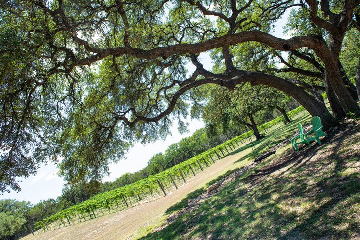 Half-Day Hill Country Wine Shuttle with BYOB - Image 4