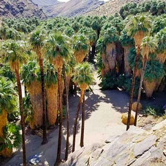 Indian Canyons Walking Tour by Jeep - Image 5
