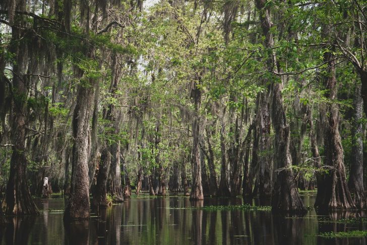 Ragin Cajun Airboat Tour - Image 5
