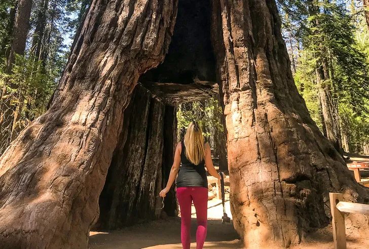 Yosemite and Giant Sequoias Day Tour from San Francisco