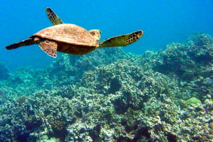 West Maui Snorkel Discovery - Image 5