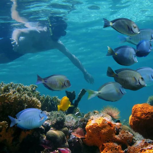 Two Reef Snorkel Tour with Sunset Cruise, Beer, Champagne & Wine - Image 5