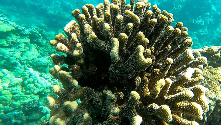 West Maui Snorkel Discovery - Image 2