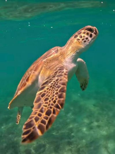 Private Peanut Island Boat & Snorkel Tour - Image 7