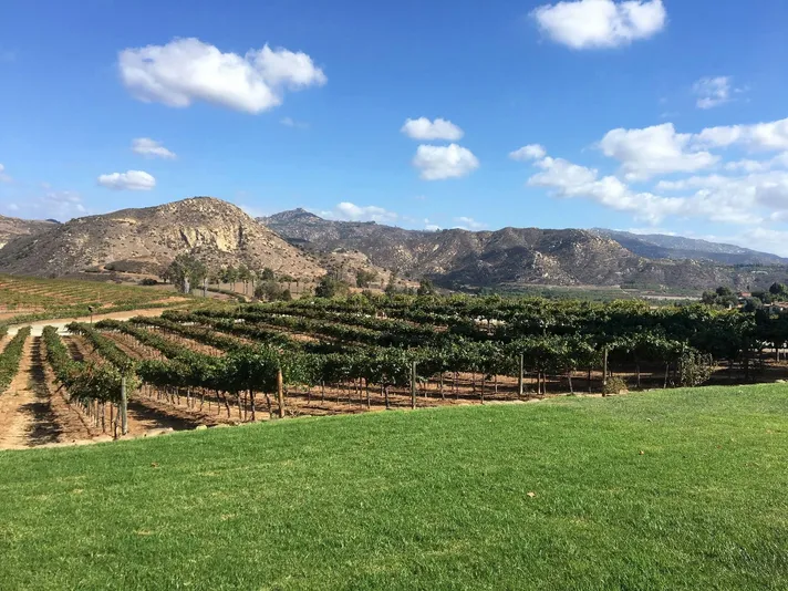 Chauffeured Vineyard Adventure of San Diego