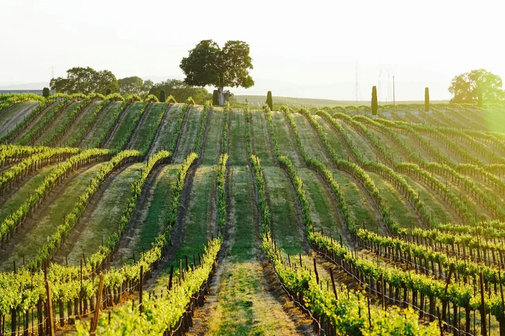 Own a Vineyard at Chateau Robles