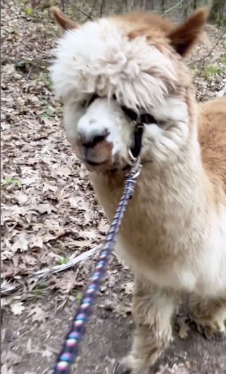 Private Alpaca Trail Walk - Image 3