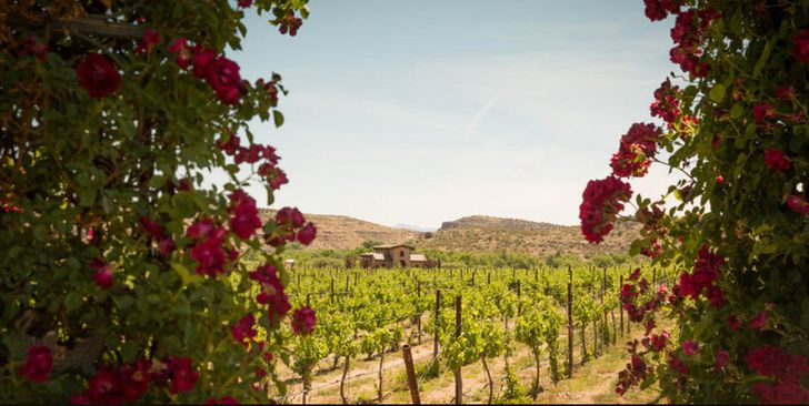 Wine Tasting & Kayaking on the Verde River - Image 5