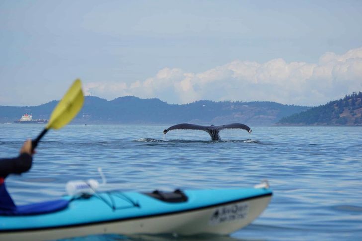 Five Day Kayak Camping Tour - Image 9