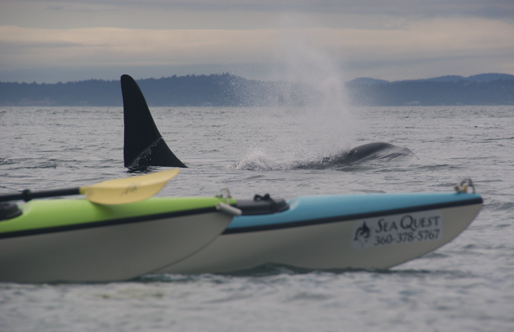 Afternoon Kayak Tour