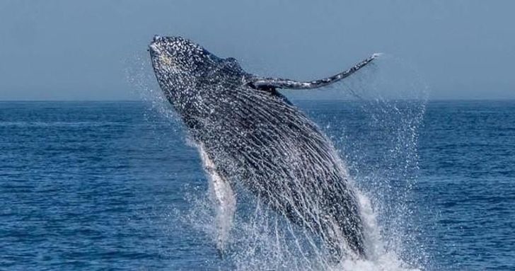 Monterey Whale Watching Cruise - Image 8