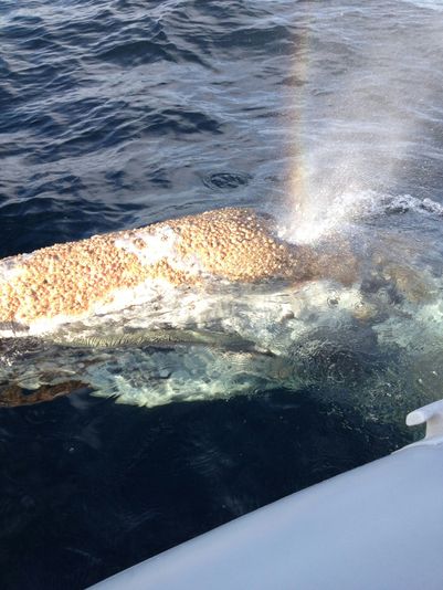 Dolphin & Whale Watching Adventure - Image 6