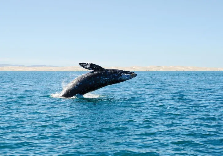 Summer Whale Watching & Dolphin Cruise in San Diego