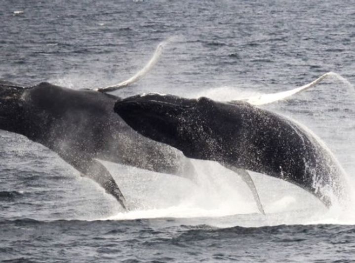 New England Aquarium Whale Watch Cruise - Image 4