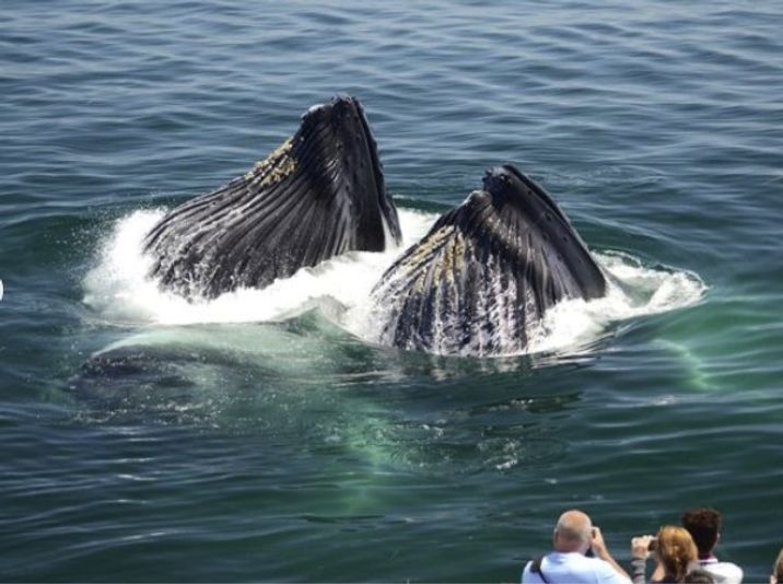 New England Aquarium Whale Watch Cruise - Image 3