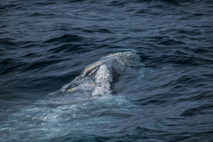 Dolphin & Whale Watching Adventure - Image 5