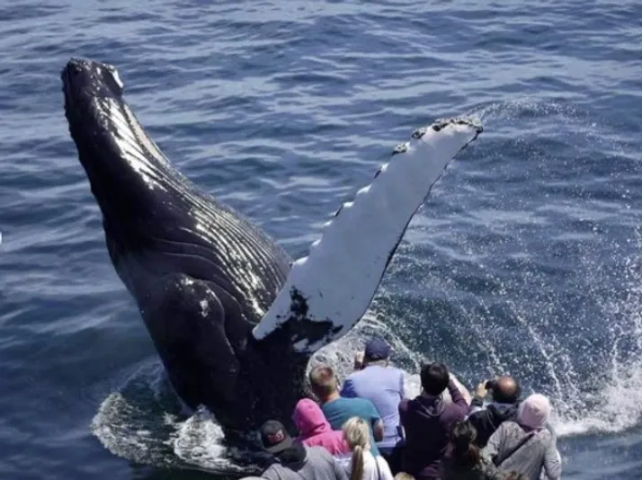 New England Aquarium Whale Watch Cruise