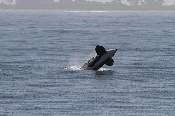 Monterey Whale Watching Cruise - Image 7