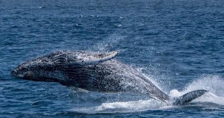 Monterey Whale Watching Cruise - Image 5