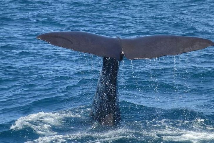 Whale Watching & Beach Tour from Anaheim - Image 5