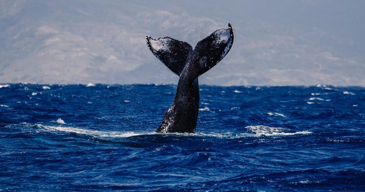Maui Whale Watching Tour - Image 7