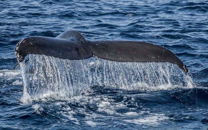 Dolphin & Whale Watching Adventure - Image 3