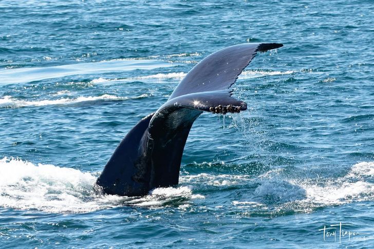 Monterey Whale Watching Cruise - Image 4