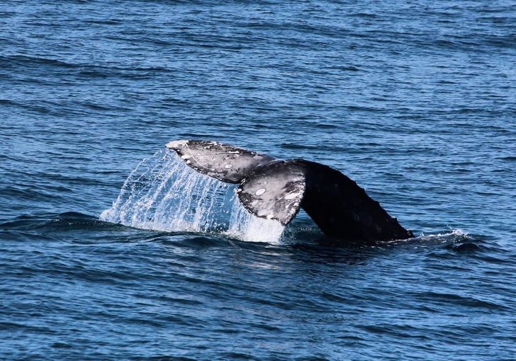 Summer Whale Watching & Dolphin Cruise in San Diego - Image 4
