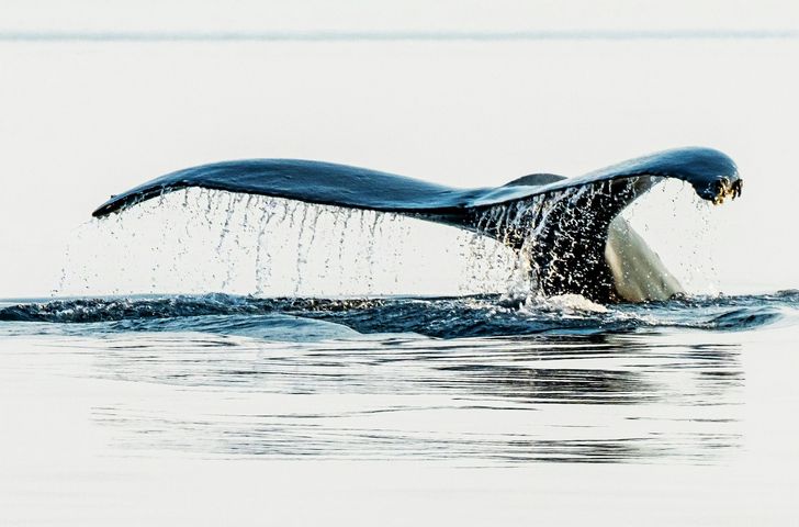 Afternoon Kayak Tour - Image 5