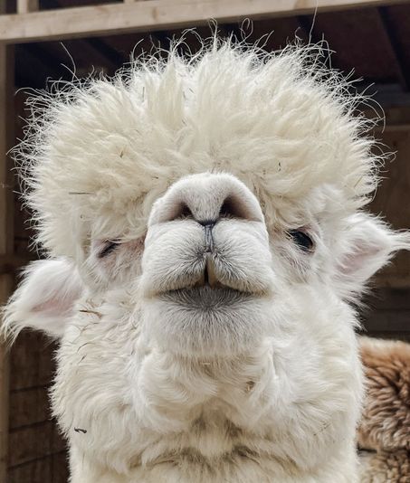 Private Alpaca Trail Walk - Image 1