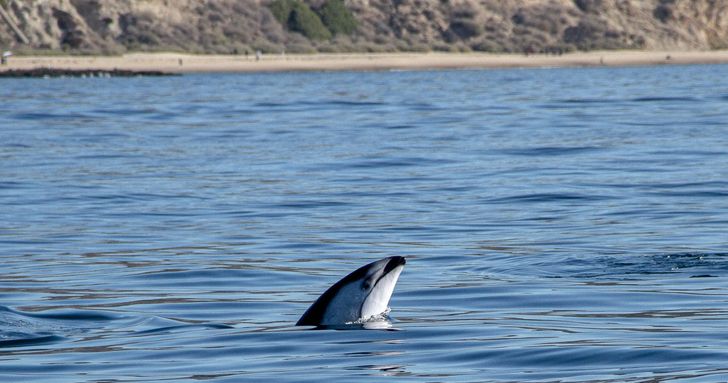 Exclusive Private Dolphin & Whale Adventure For Up To 6 - Image 4