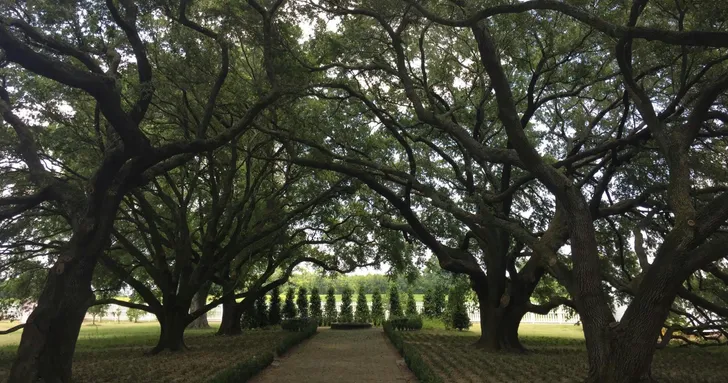 Whitney Plantation and Airboat Ride Swamp Tour