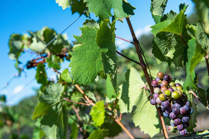 Half-Day Hill Country Wine Shuttle with BYOB - Image 5