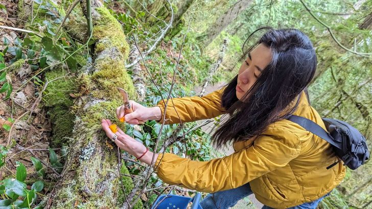 Seattle Mushroom Foraging 101 - Image 7