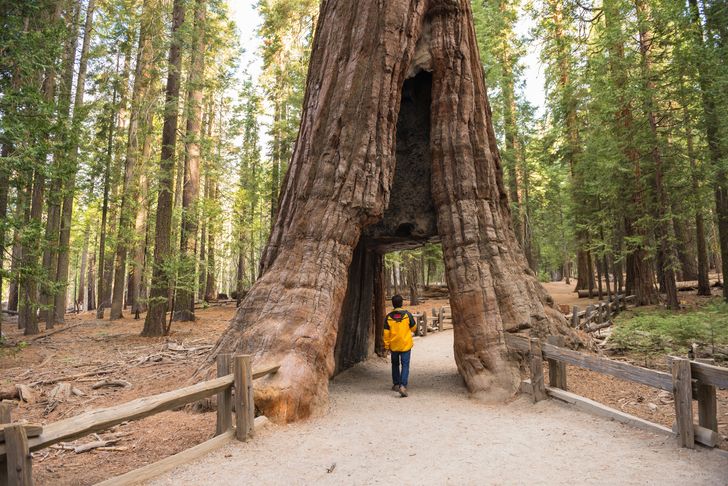 Yosemite & Giant Sequoias Tour - Image 2