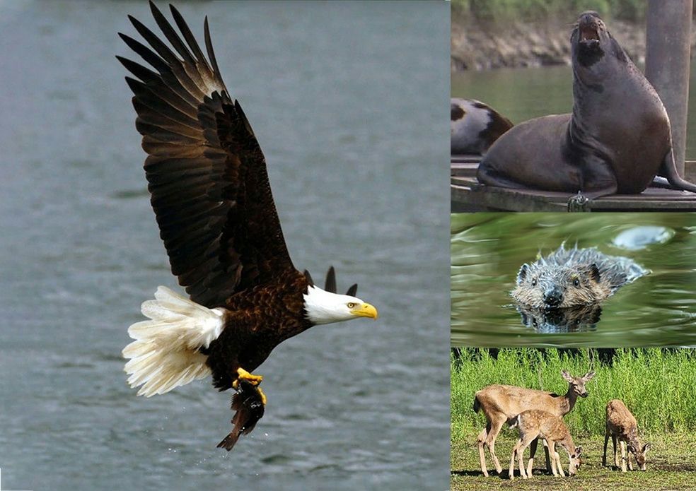 Willamette River Private Nature and Wildlife Cruise